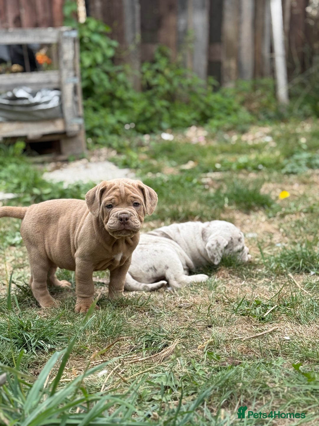 Mixed Breed dogs for sale: Beautiful lilac cane Corso x bulldog pups  - Image 19