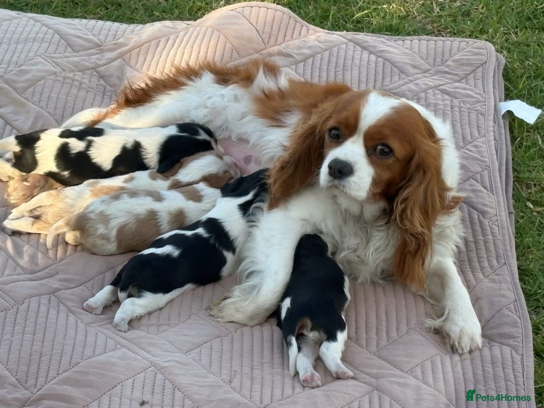 Cavalier King Charles Spaniel dogs for sale: Cavalier King Charles Spaniel Puppies - Image 5