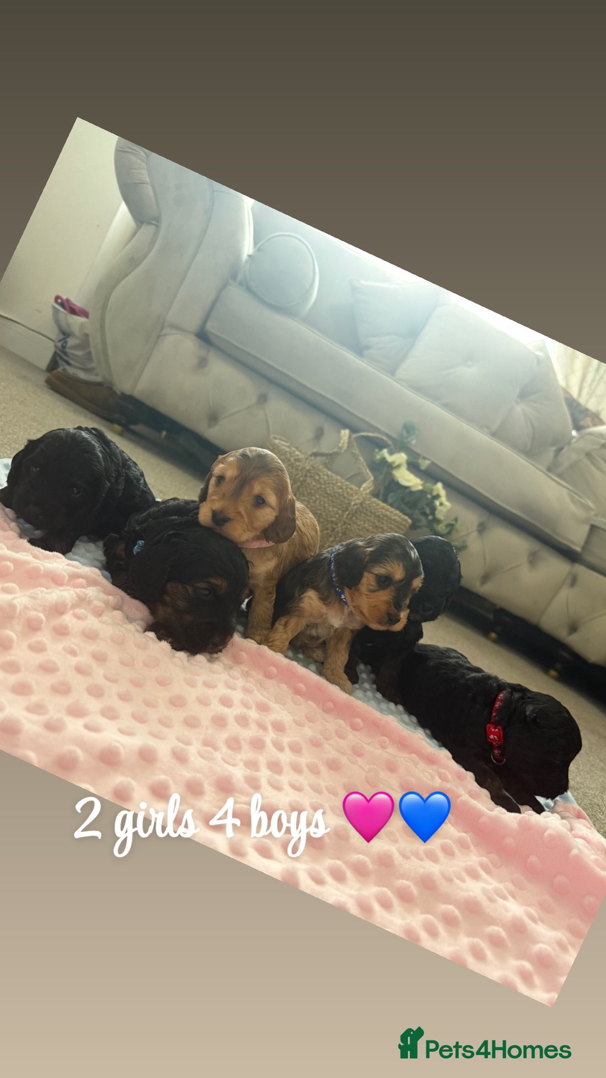 Cockapoo dogs Beautiful F1 cockerpoo for sale - Advert 12