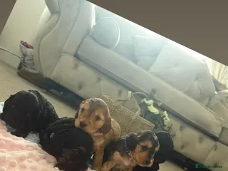 Cockapoo dogs Beautiful F1 cockerpoo for sale - Advert 18