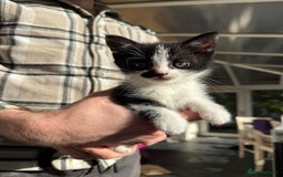 British Shorthair cats for sale: 4 adorable kittens ready for their new home!! - Image 5
