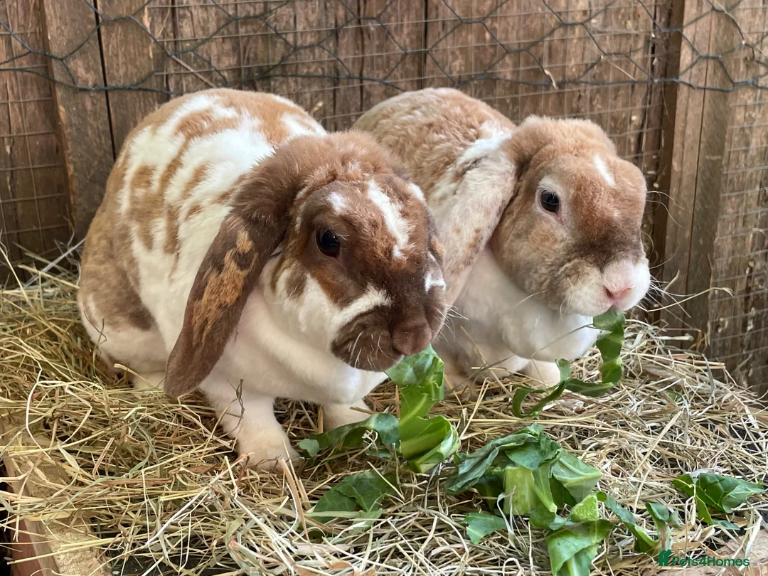 Mini Lop rabbits for sale: Adult Females + Males & Baby Male Rabbits  - Advert 1