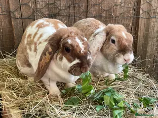 Mini Lop rabbits Adult Females + Males & Baby Male Rabbits - Advert 1
