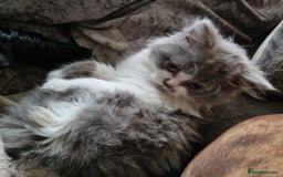 British Longhair cats for stud: British Longhair  in Holywell - Image 10