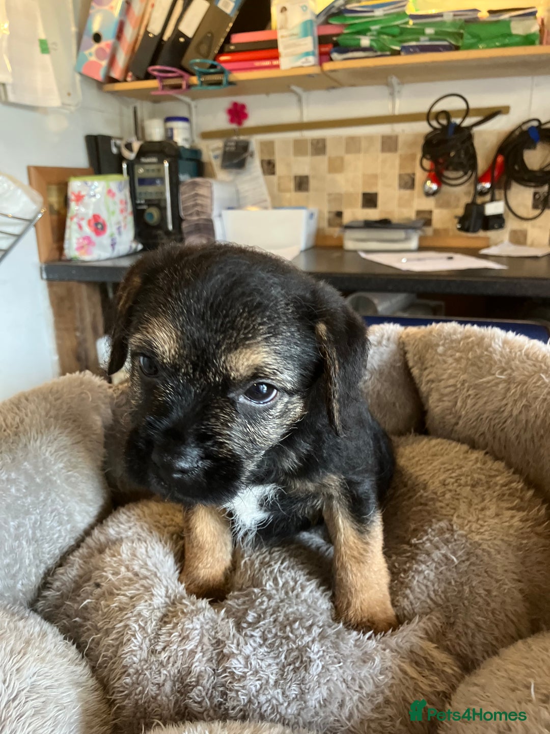 Border Terrier dogs for sale: K.C. Registered border terrier puppies  - Image 6