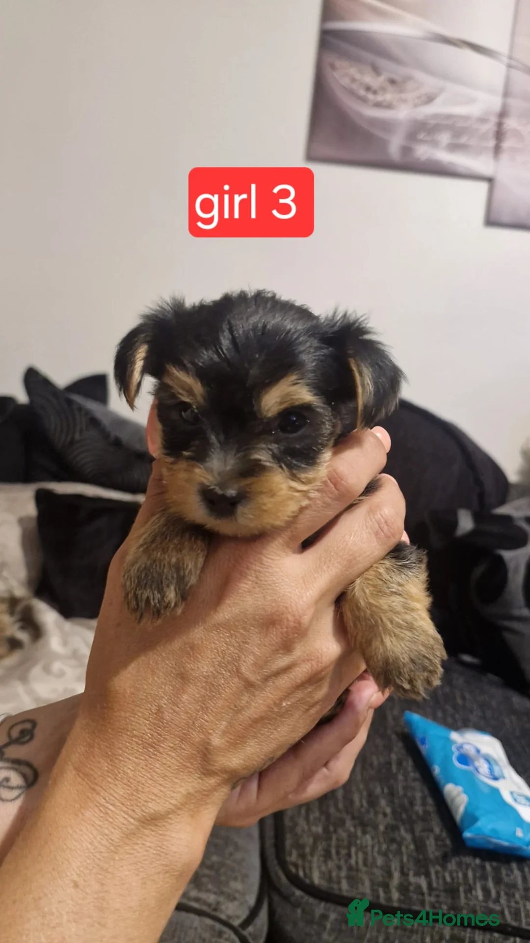 Yorkshire Terrier dogs for sale: F1 stunning purebred yorkshire terriers pup's ❤️💙 - Advert 2