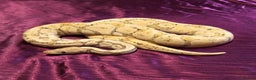 Python Snake reptiles for sale: Banana Adult Male Ball Python - Advert 3