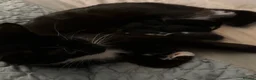 Mixed Breed cats for sale: Beautiful fluffy black and white kittens  - Advert 2