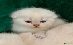 Scottish Fold cats for sale: Scottish Fold Kittens - Image 17