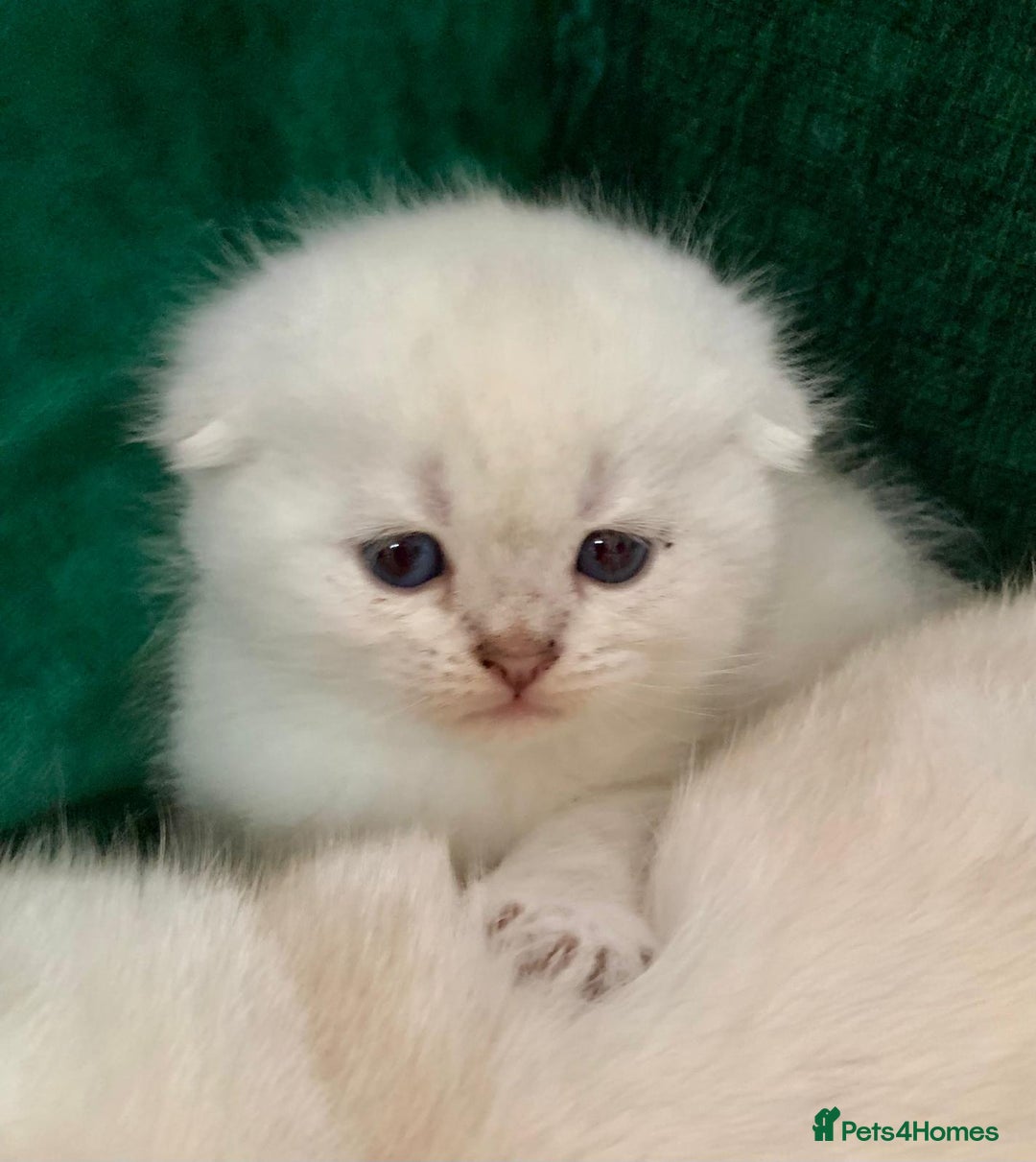 Scottish Fold cats for sale: Scottish Fold Kittens - Image 17