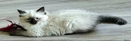 Ragdoll cats for sale: 2 beautiful seal point Ragdoll Kittens  - Advert 10