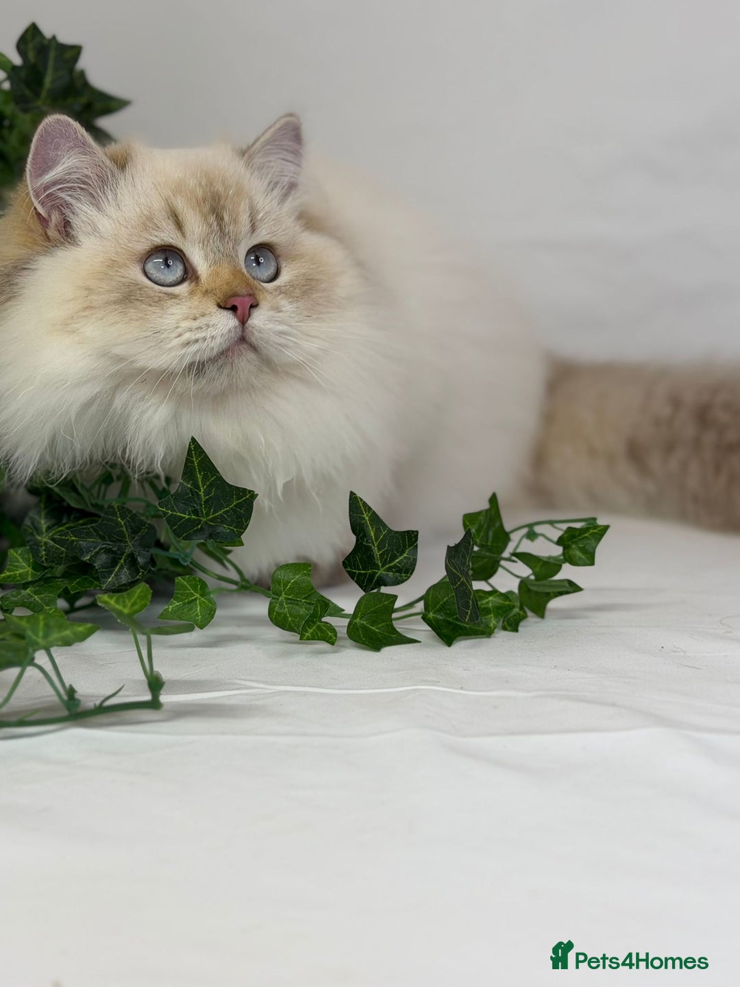 British Longhair cats for sale: Longhair Golden point British Longhair  - Advert 2