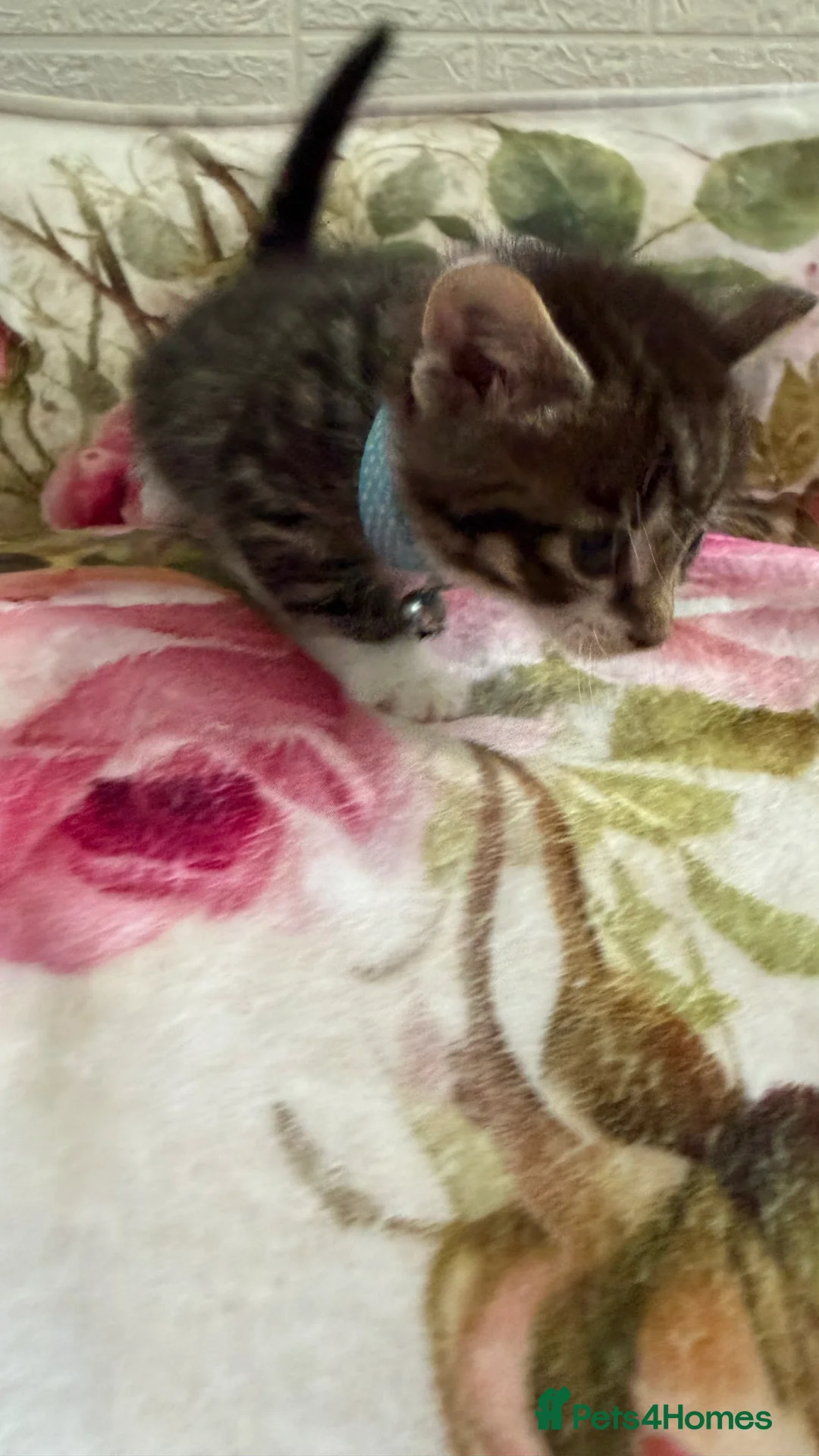 Mixed Breed cats for sale: 💗Beautiful kittens ready to reserve💗 - Advert 40