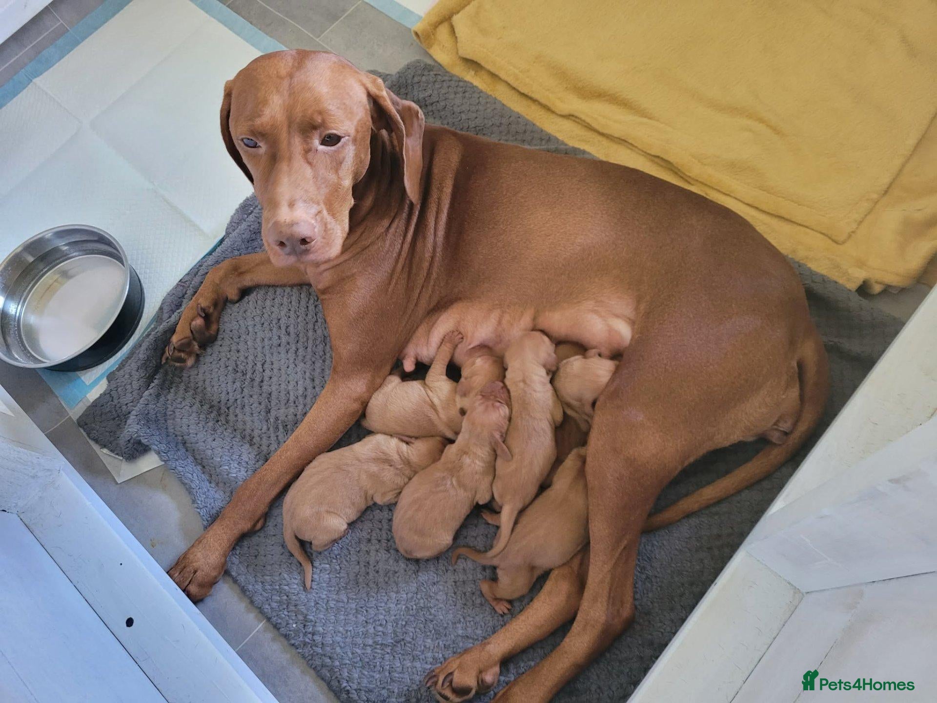 Hungarian Vizsla dogs for sale: Stunning Hungarian Vizsla Puppies - 4 Girls. - Advert 4