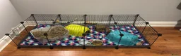 Guinea Pig rodents for sale: 2 male guinea pigs with complete set up   - Advert 2