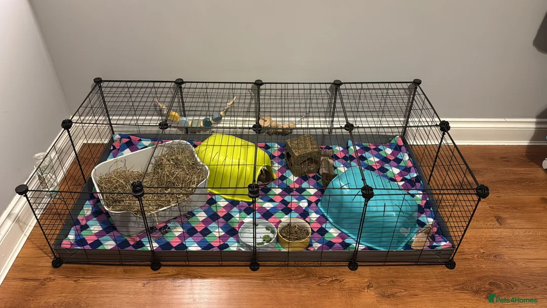 Guinea Pig rodents for sale: 2 male guinea pigs with complete set up   - Advert 2