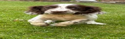 Cocker Spaniel dogs for sale: *Beautiful Litter Of Cockerspaniels* in Carnforth - Advert 9