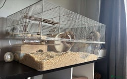 Gerbil rodents for sale: 2 lovely Gerbils - Image 5