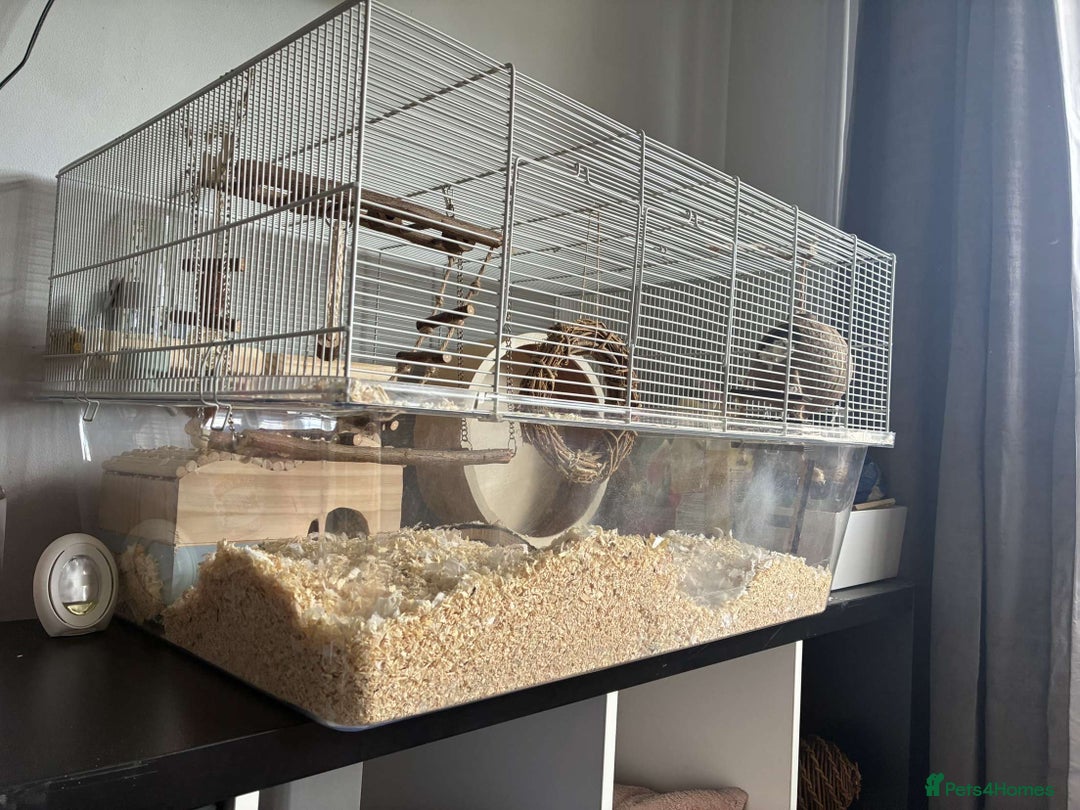 Gerbil rodents for sale: 2 lovely Gerbils - Image 5
