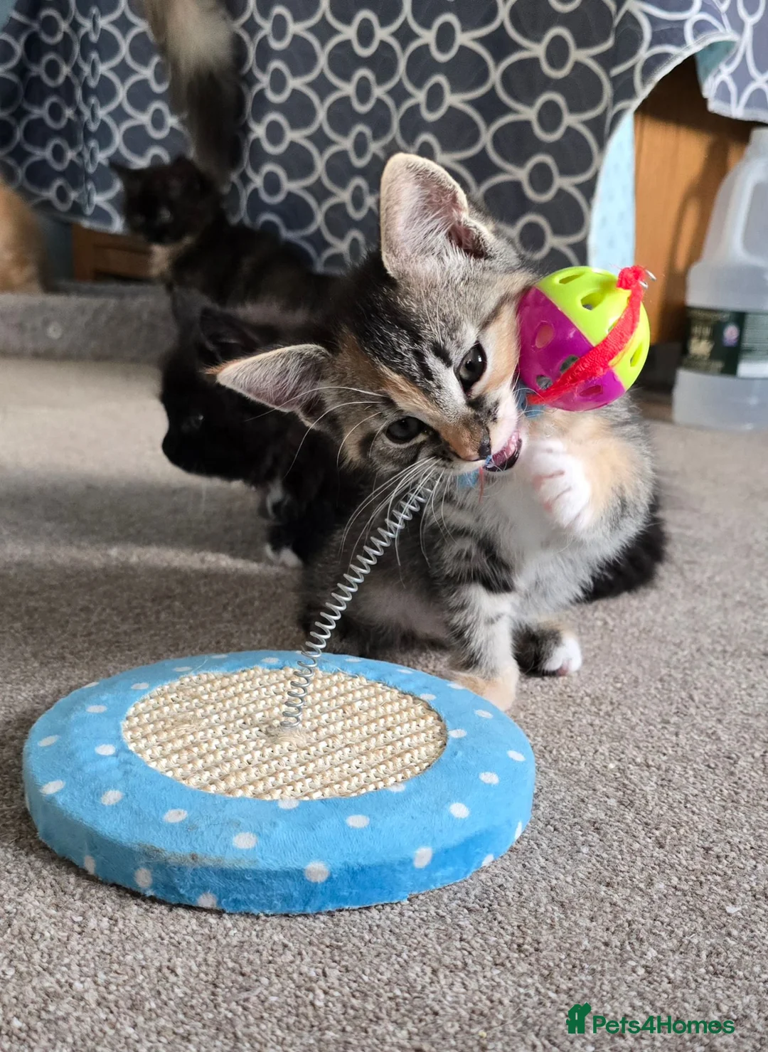 Siberian cats for sale: Siberian x pretty kittens  - Advert 2