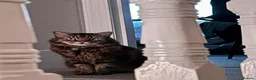 Domestic Shorthair cats for adoption: Lucky is looking for special forever home  - Advert 18