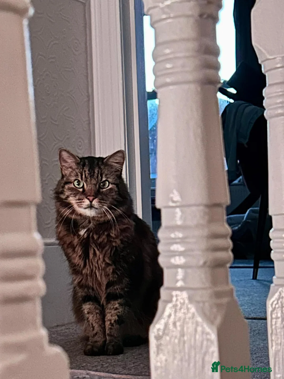 Domestic Shorthair cats for adoption: Lucky is looking for special forever home  - Advert 18