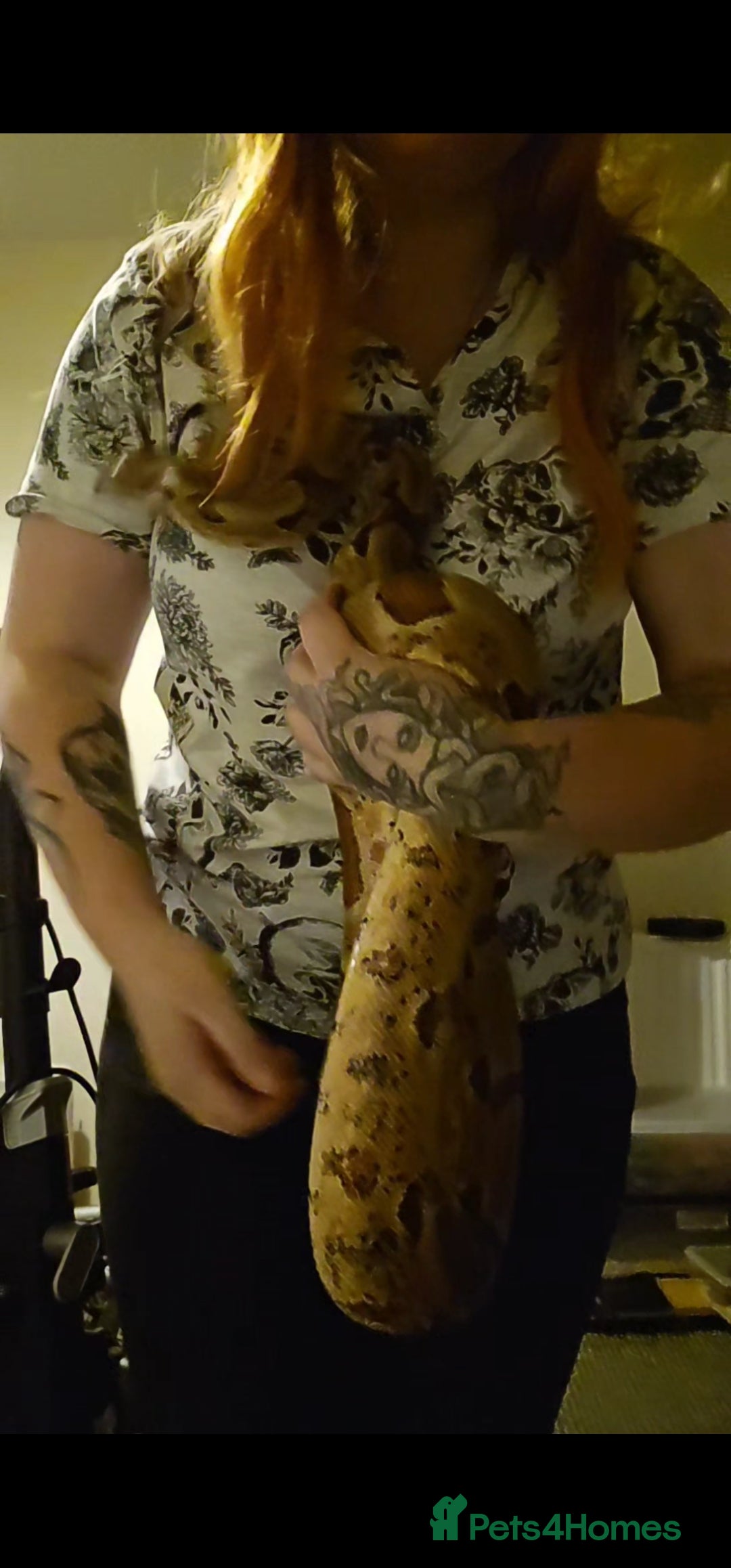 Snake reptiles for sale: Female hypo arabesque boa - Image 4