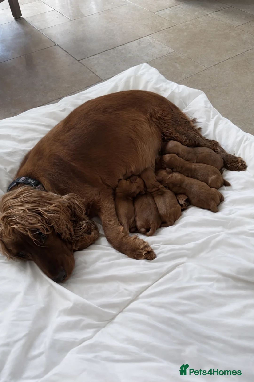 Cocker Spaniel dogs for sale: Show Cocker Spaniel puppies from family pet - Advert 2