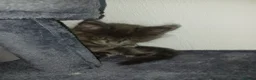 Maine Coon cats for sale: Pure breed Maine coon kittens - Advert 7
