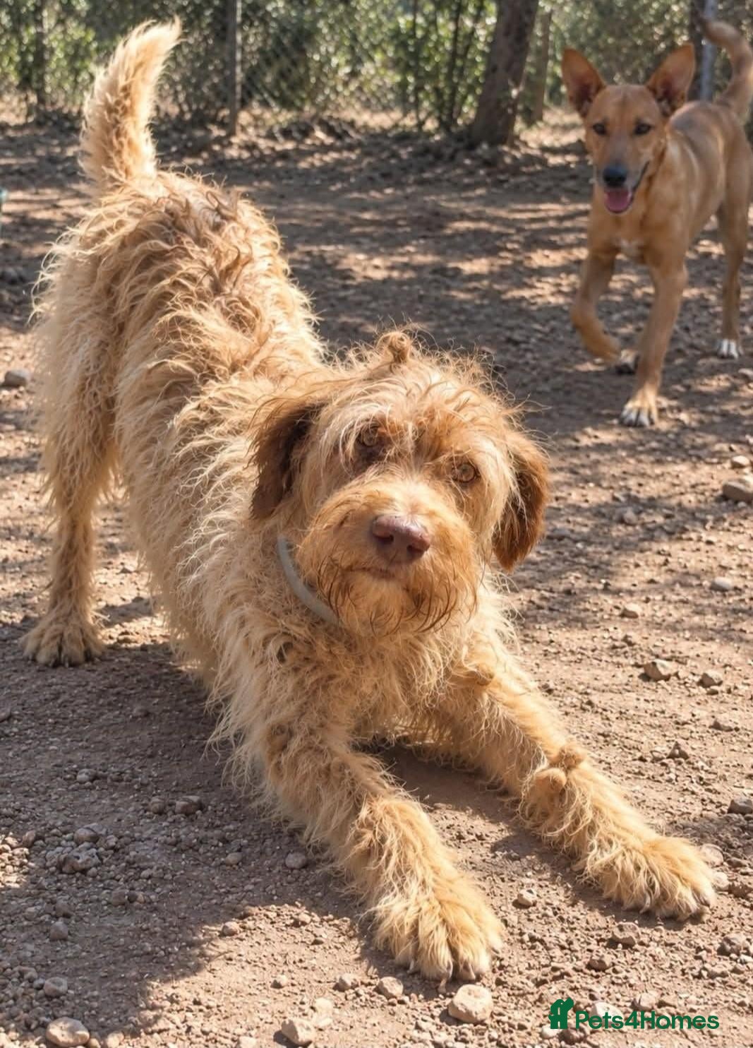 Mixed Breed dogs Wonderful, sweet, gentle Harry- Norfolk  - Advert 1