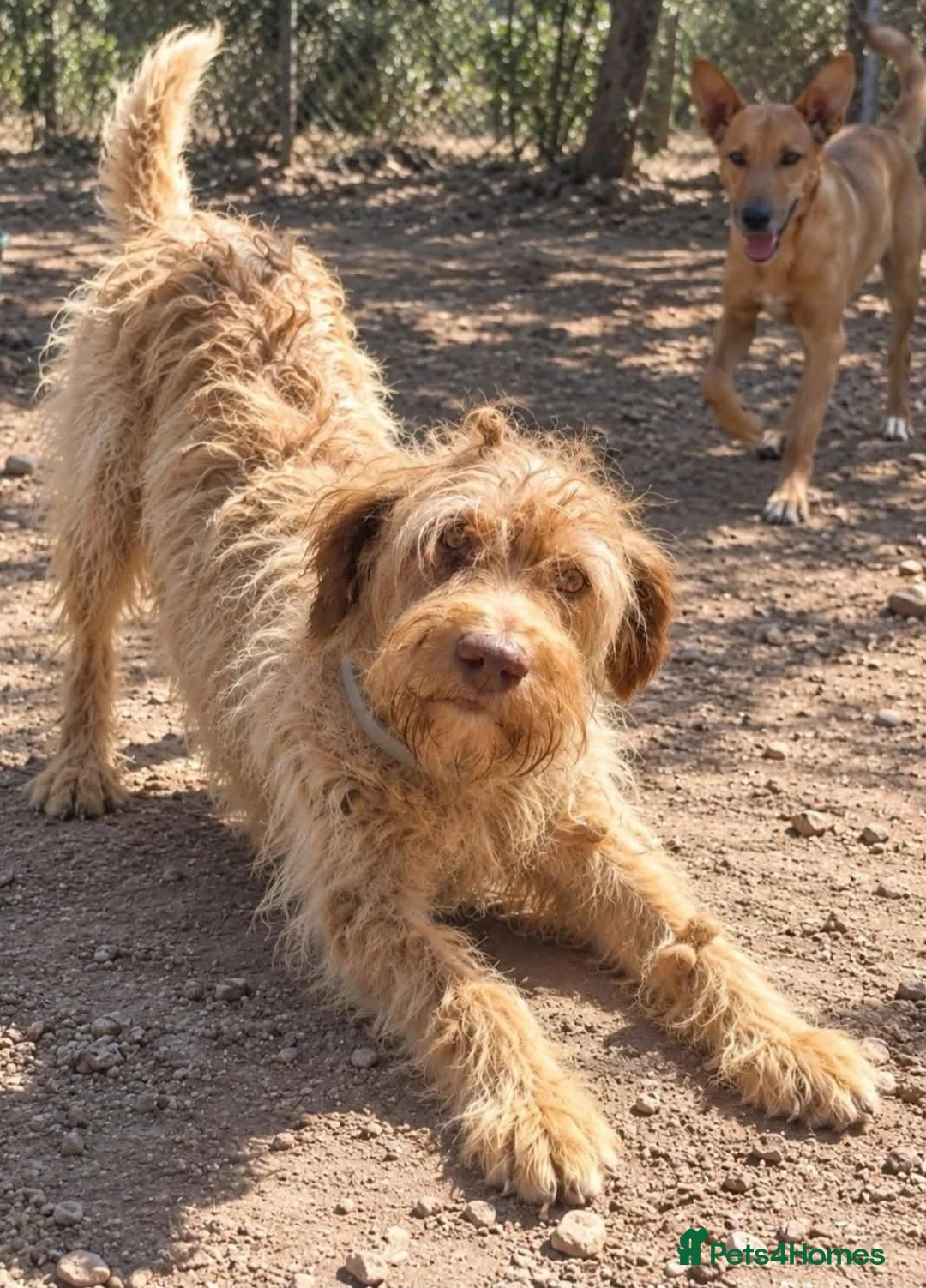 Mixed Breed dogs for adoption: Wonderful, sweet, gentle Harry- Norfolk  in Dereham - Advert 1