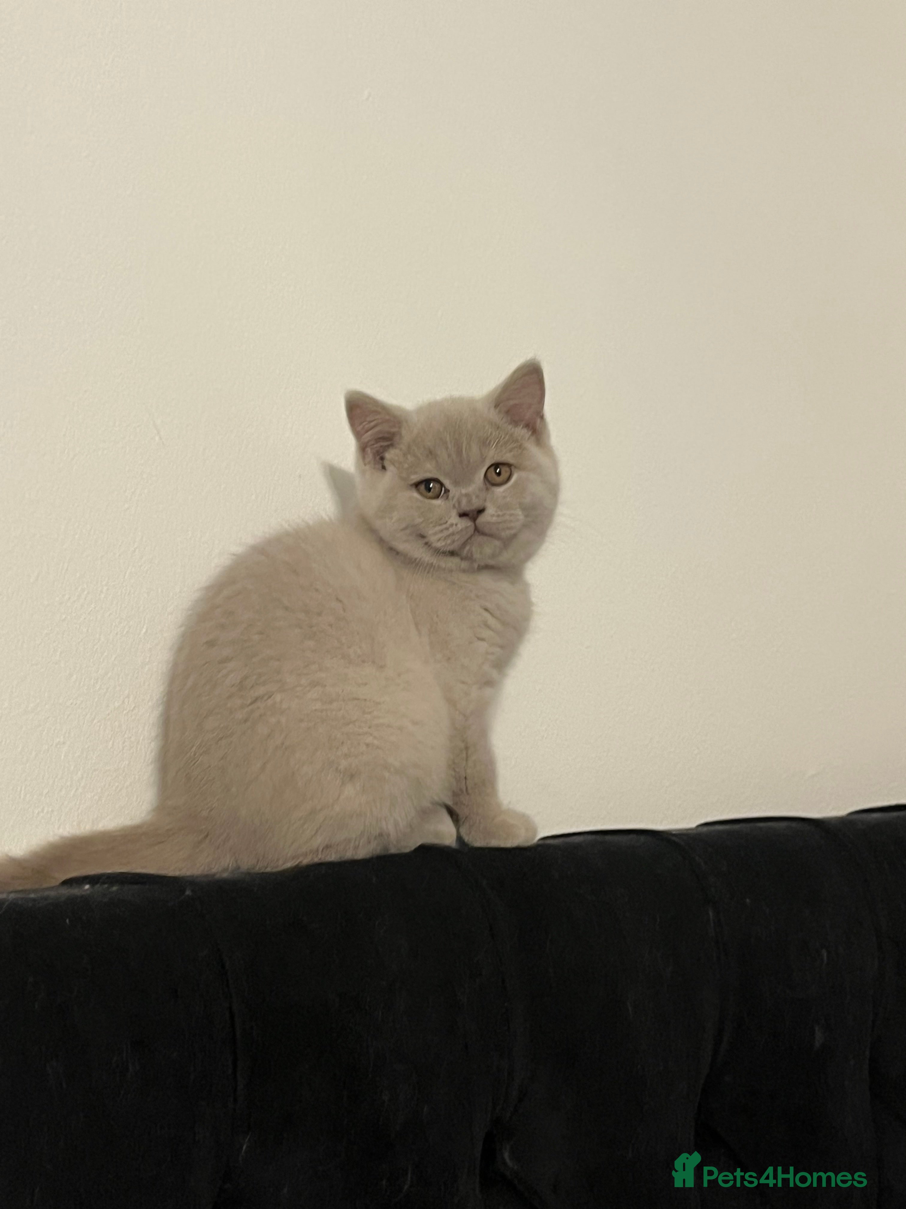British Shorthair cats British Shorthair 2 British Shorthair Girl ☺️😻🧡 - Advert 18