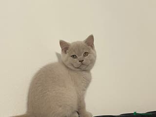 British Shorthair cats British Shorthair 2 British Shorthair Girl ☺️😻🧡 - Advert 11