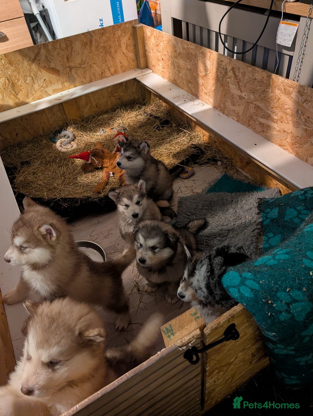 Alaskan Malamute dogs for sale: 2 left KC Alaskan malamute puppies champion lines - Advert 16