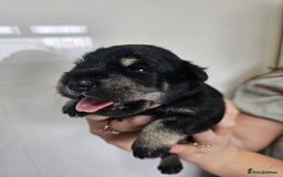 Miniature Schnauzer dogs for sale: Miniature schnauzer's due, KC, Mac, low COI - Image 25