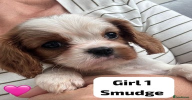 Cavalier King Charles Spaniel dogs - Advert 16