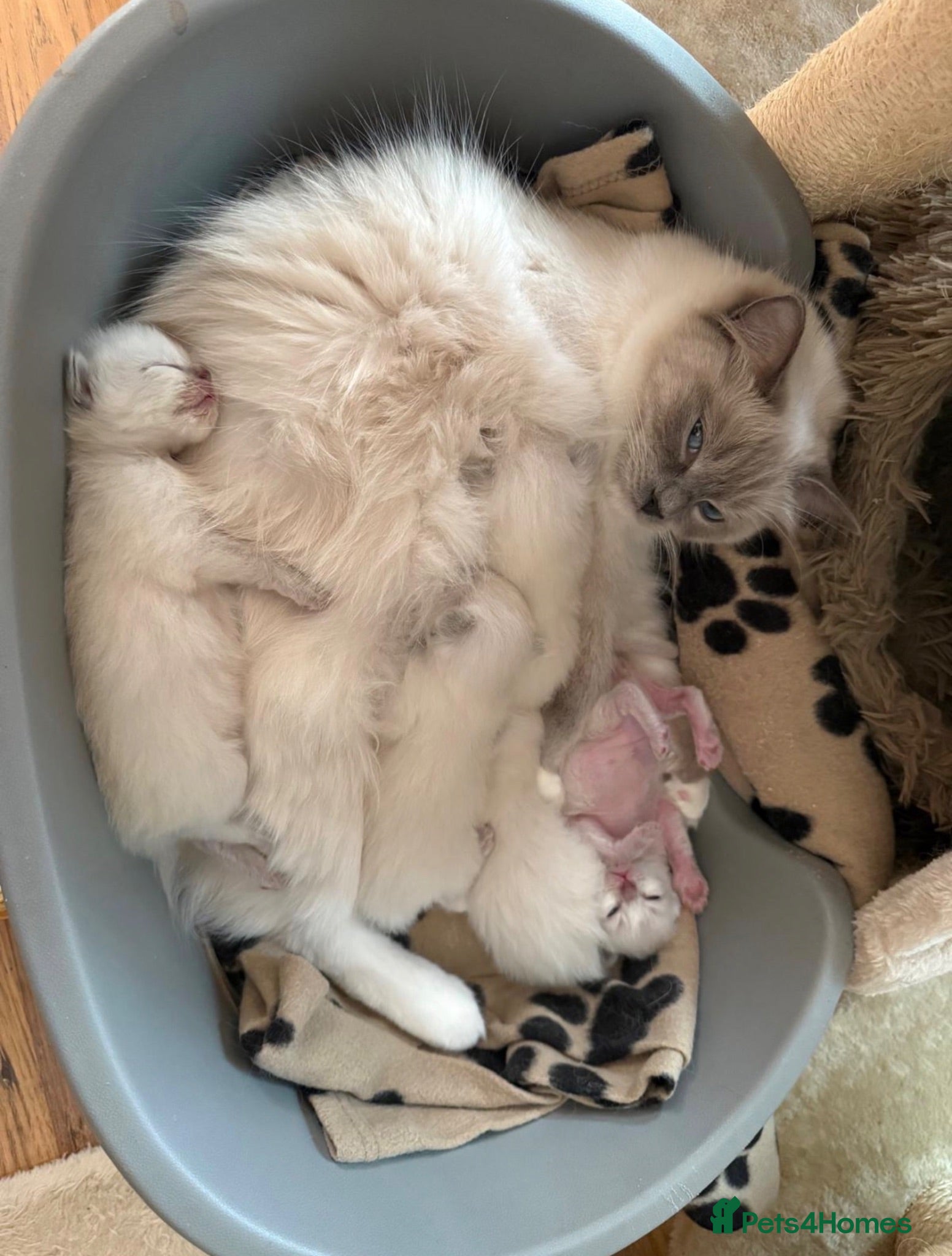 Ragdoll cats Beautiful blue point radgdoll kittens  - Advert 1
