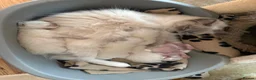 Ragdoll cats for sale: Beautiful blue point radgdoll kittens  - Advert 8