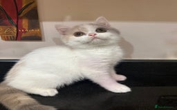 British Shorthair cats for sale: READY NOW - Lilac, BiColours & Colourpoint  - Image 6