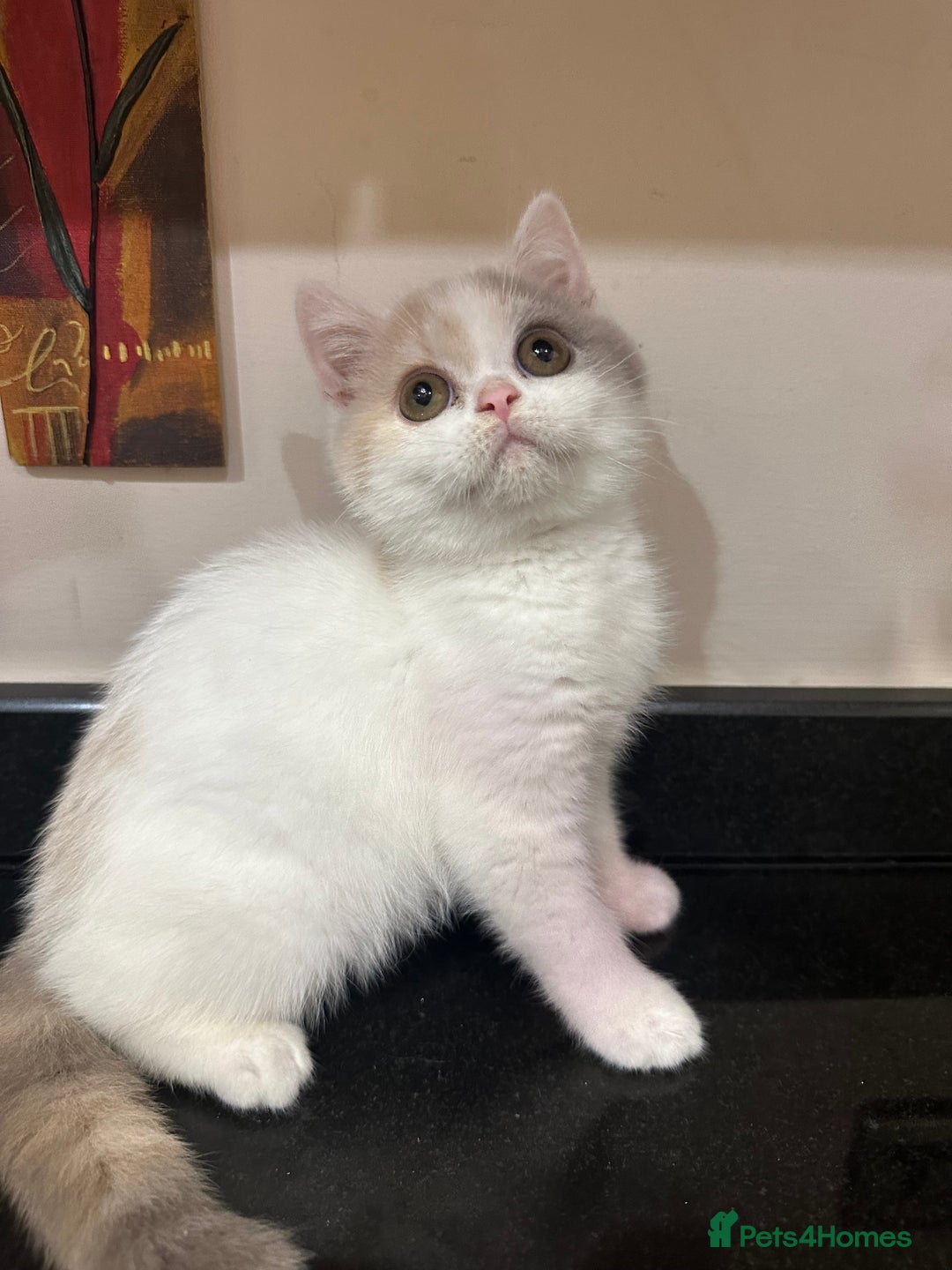British Shorthair cats for sale: READY NOW - Lilac, BiColours & Colourpoint  - Image 6