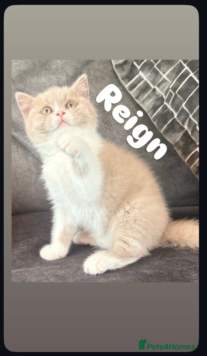 British Shorthair cats Stunning GCCF Registered British shorthair kittens - Advert 2