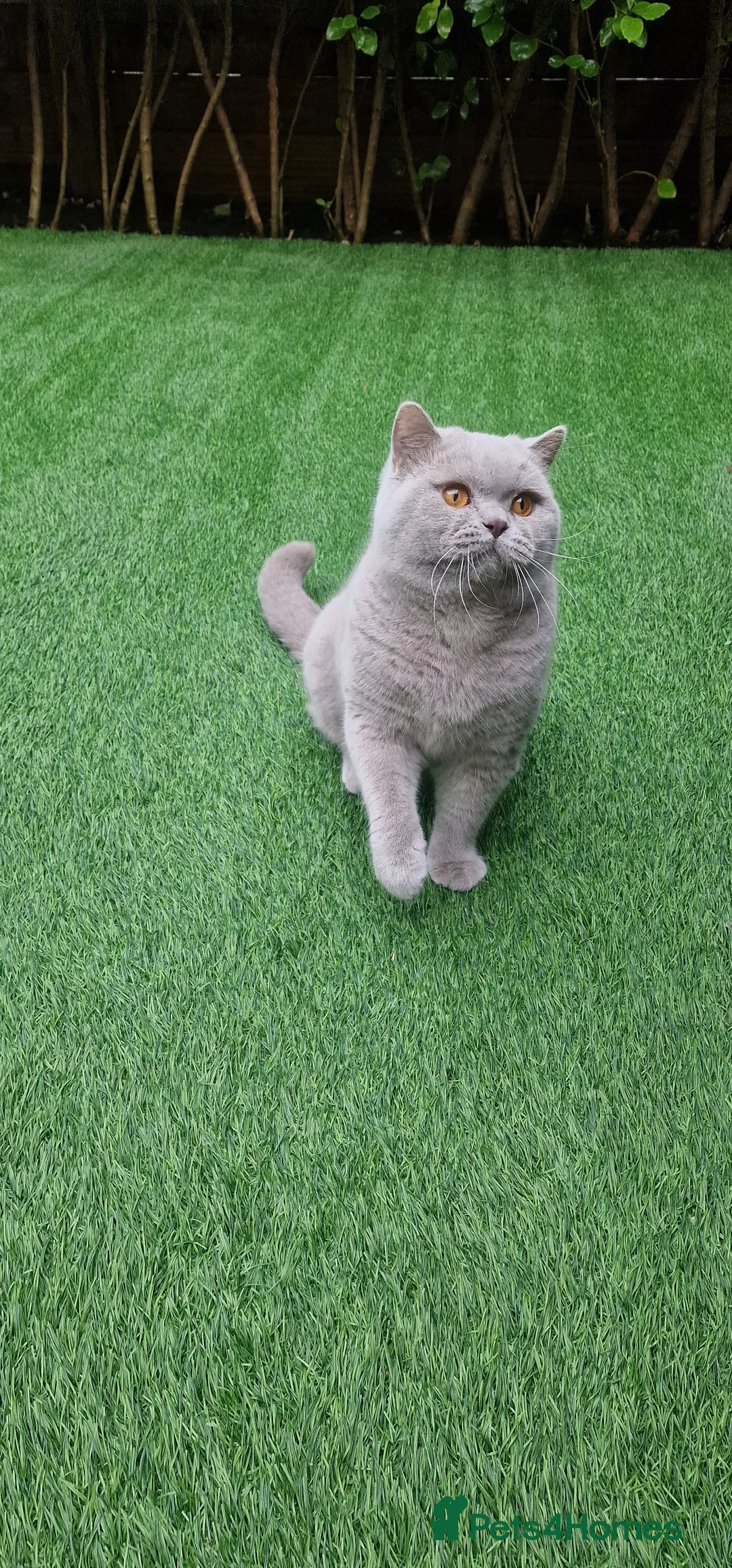 British Shorthair cats for stud: 🌟Exclusive Import ⭐World-Class Type🌟 - Advert 9
