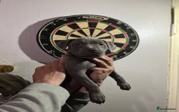 Staffordshire Bull Terrier dogs for sale: Clever Blue Staffordshire Bull Terriers For Sale - Image 9