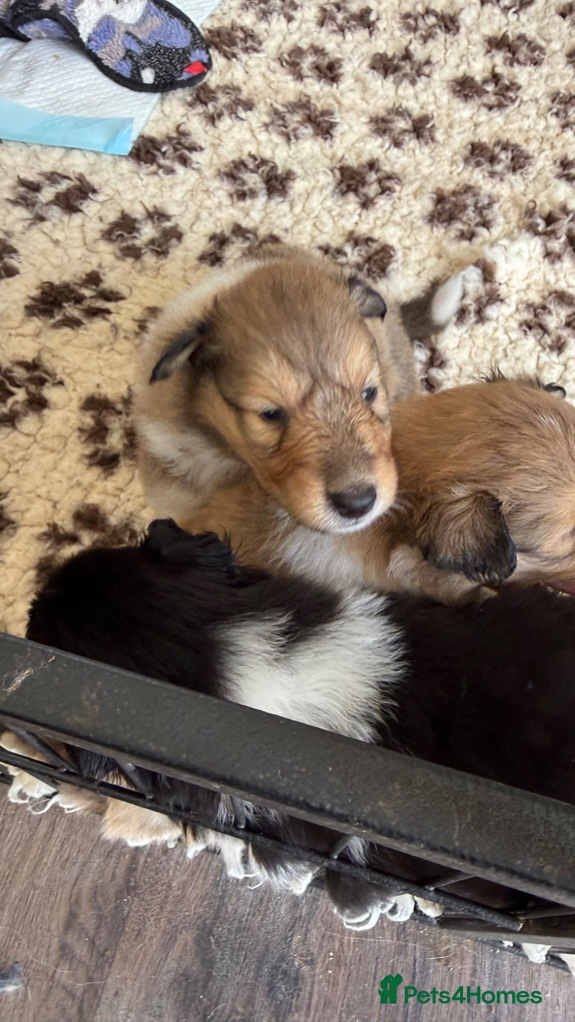 Rough Collie dogs Sable & Tri Colour Rough Collie Males Available  - Advert 2