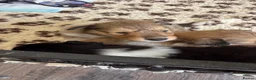 Rough Collie dogs for sale: Non Affected - Sable & White Male Rough Collie  - Advert 4