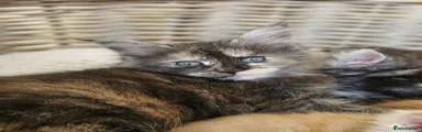 Maine Coon Kitten 5