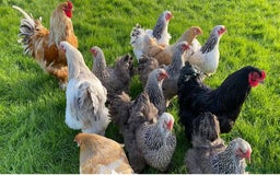 Mixed Breed birds for sale: Point of lay Hens & Pullets – VARIOUS BREEDS 🦚  - Image 18