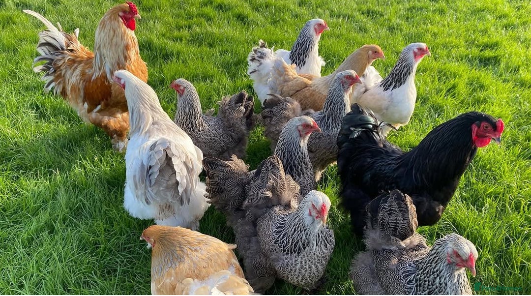 Mixed Breed birds for sale: Point of lay Hens & Pullets – VARIOUS BREEDS 🦚  - Image 18