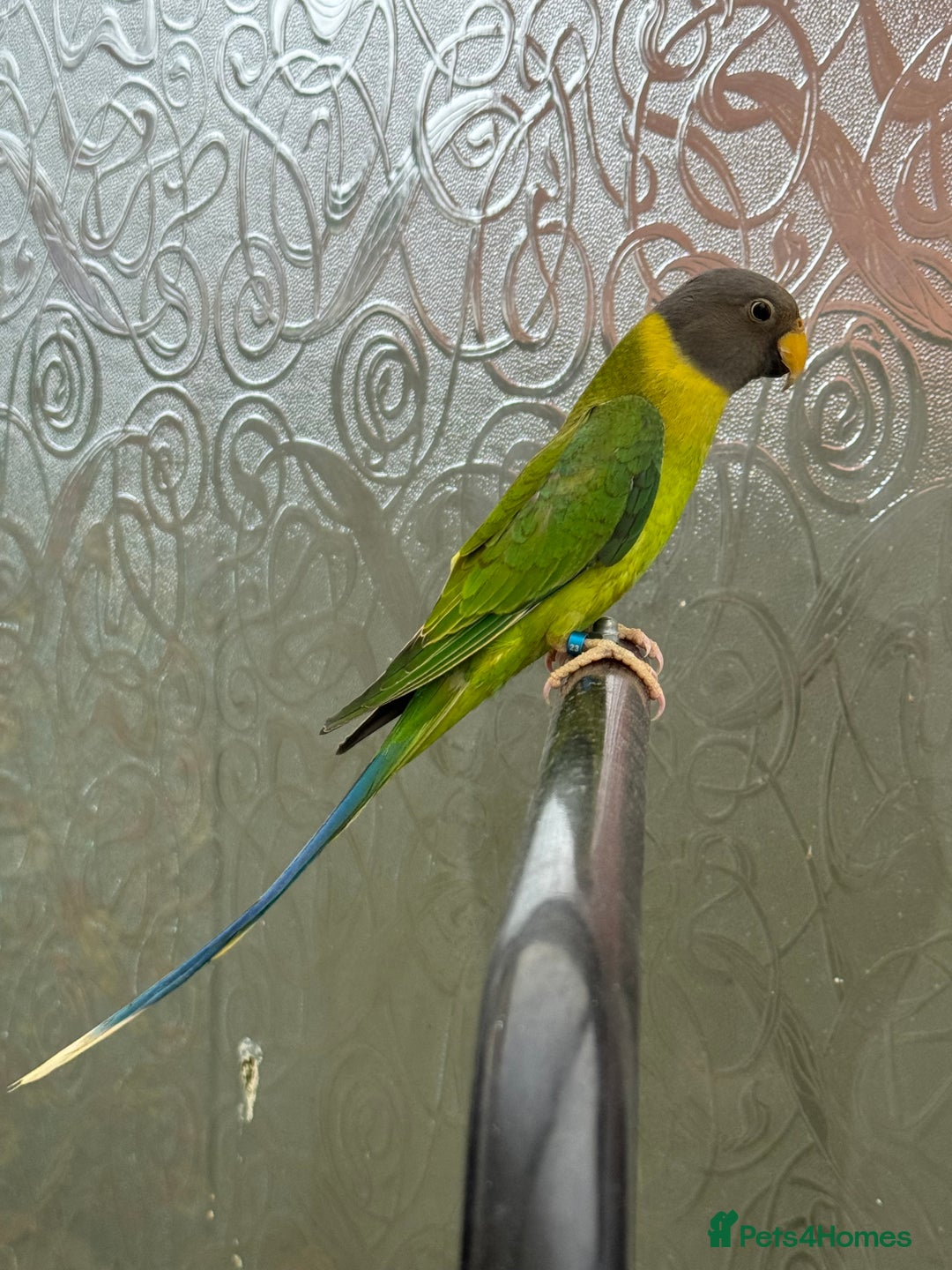 Parrots birds for sale: Tame plum head parrot for sale  - Advert 1