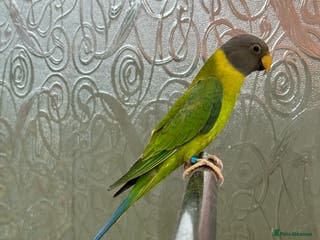 Parrots birds Tame plum head parrot for sale - Advert 1